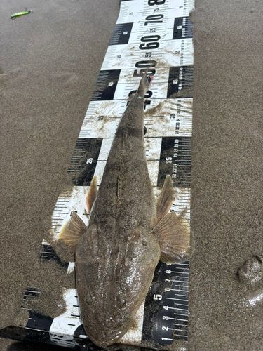 マゴチの釣果