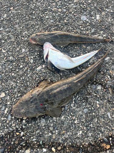 マゴチの釣果