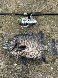 イシガキダイの釣果