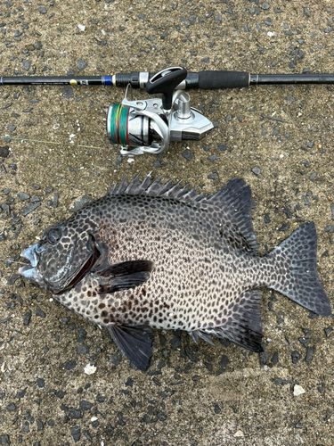 イシガキダイの釣果