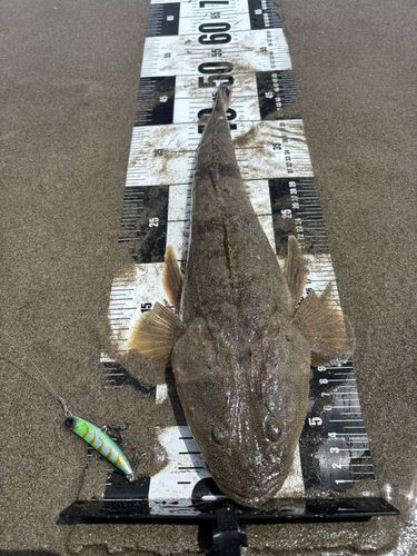 マゴチの釣果