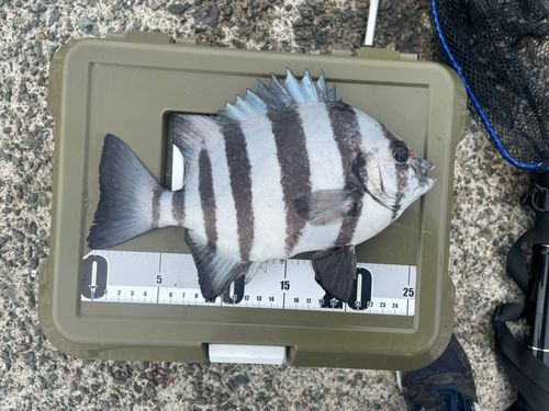 サンバソウの釣果