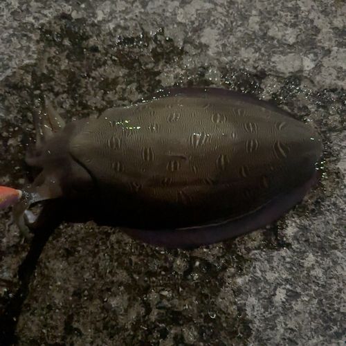 モンゴウイカの釣果