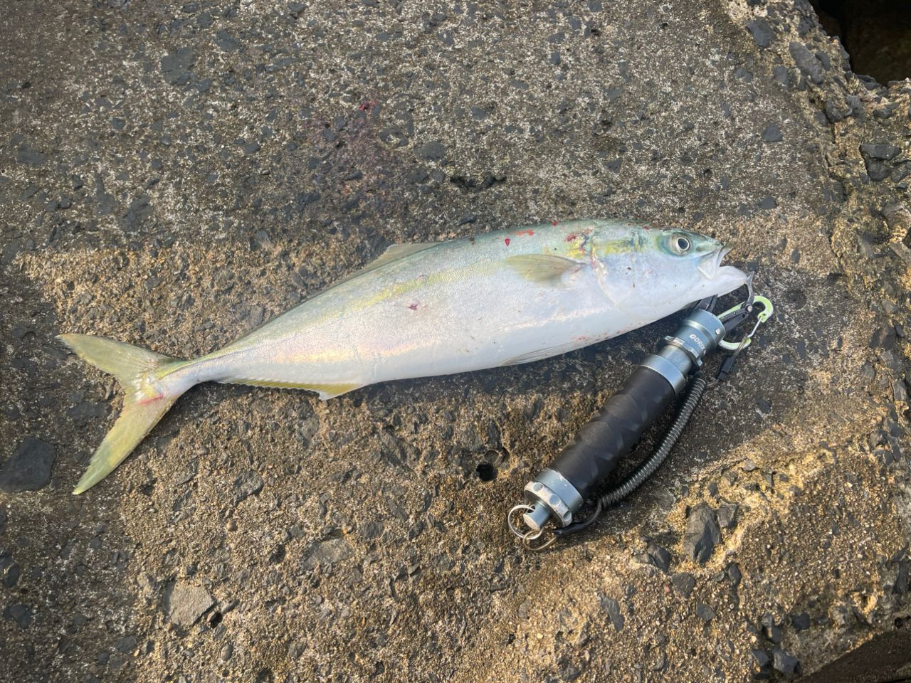 SHIMANO 18ディアルーナ S106Mの最安値・インプレ・釣果 | 本音の
