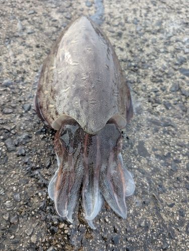 コウイカの釣果