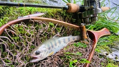 ヤマメの釣果