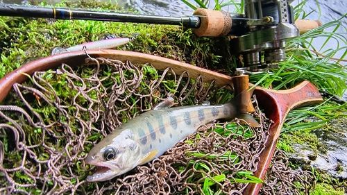 ヤマメの釣果