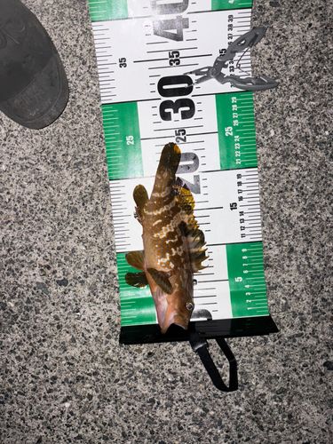 アコウの釣果