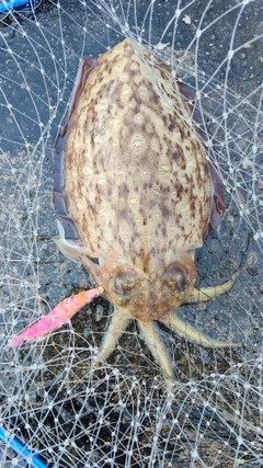 モンゴウイカの釣果