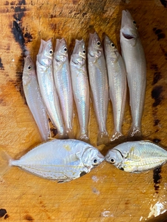 ヒイラギの釣果