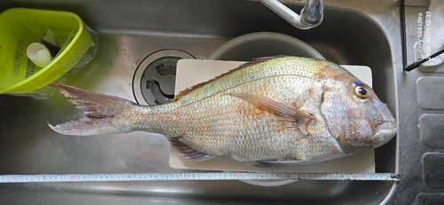 マダイの釣果