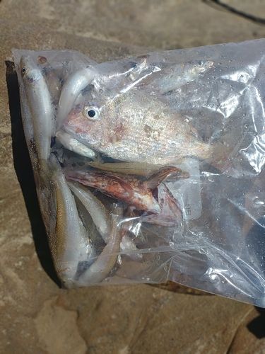 キスの釣果