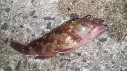 カサゴの釣果