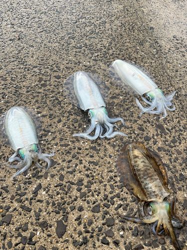 アオリイカの釣果