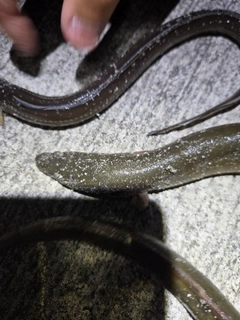 ウナギの釣果