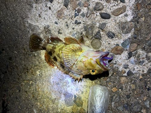 カサゴの釣果