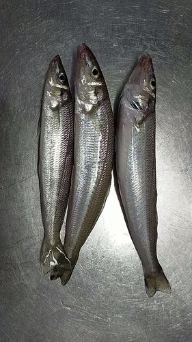 キスの釣果