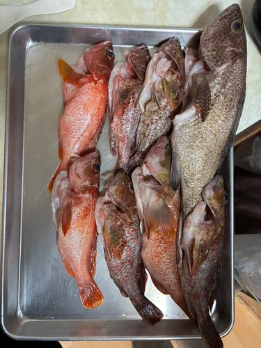 オオモンハタの釣果