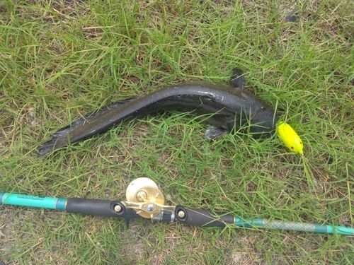 ナマズの釣果