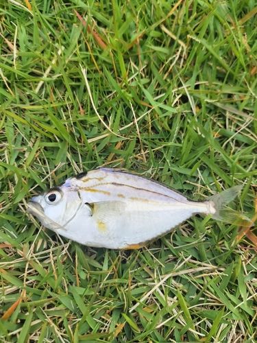 ヒイラギの釣果
