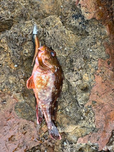 カサゴの釣果
