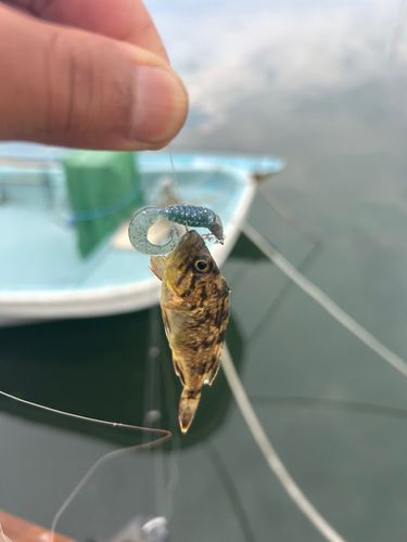 シマソイの釣果