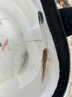 マハゼの釣果