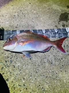 マダイの釣果