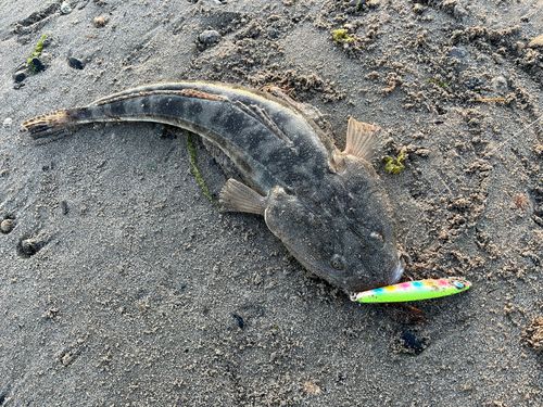 マゴチの釣果