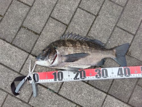 クロダイの釣果