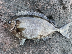 アイゴの釣果