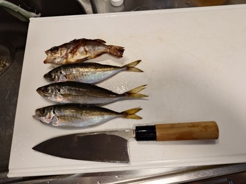 マアジの釣果