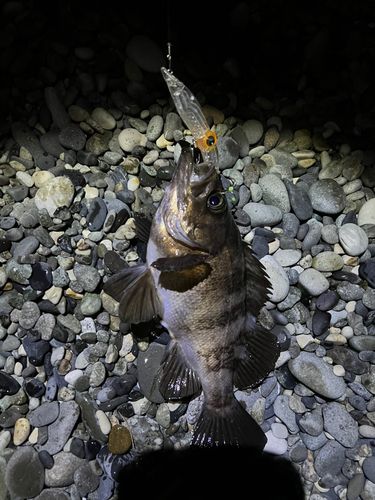 クロメバルの釣果