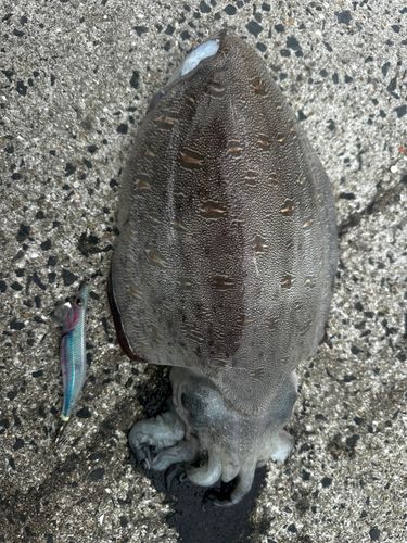 コウイカの釣果