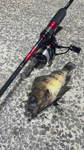 メバルの釣果