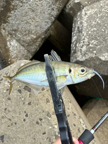 ニワカ釣り師 さんの釣り人プロフィール - アングラーズ | 釣果600万件