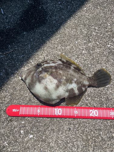 カワハギの釣果