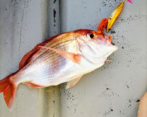 レンコダイの釣果