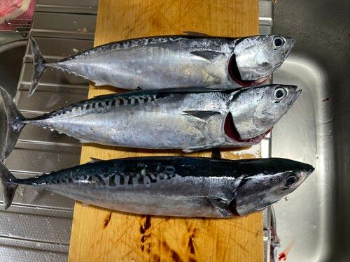 メジカの釣果