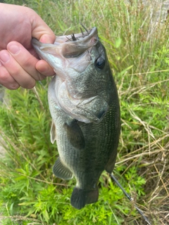 ラージマウスバスの釣果
