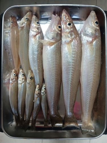 キスの釣果