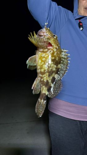 ガシラの釣果