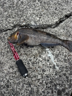 アイナメの釣果