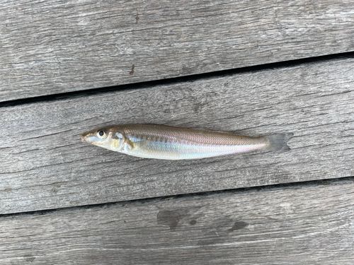 キスの釣果