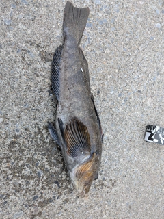 アイナメの釣果