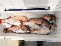マダイの釣果
