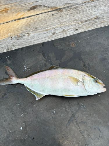 シオの釣果
