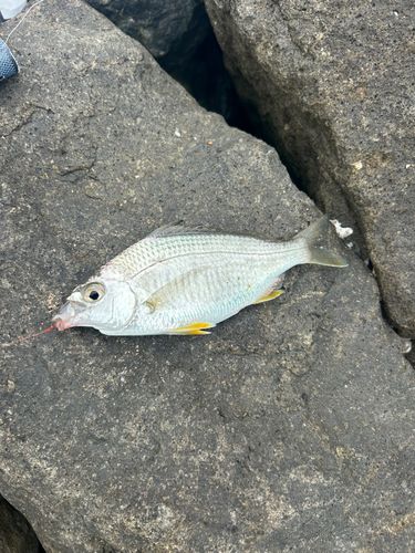 ヒイラギの釣果