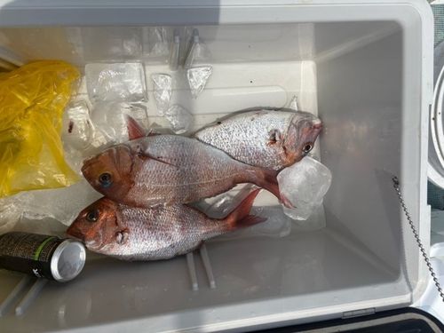 マダイの釣果