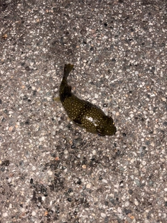 クサフグの釣果
